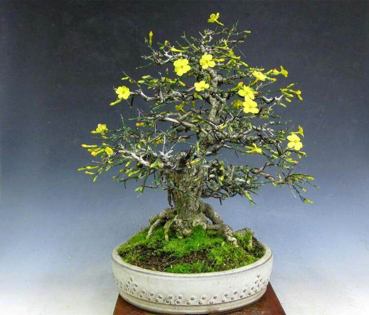 梅花盆景洗根换盆的年间管理表