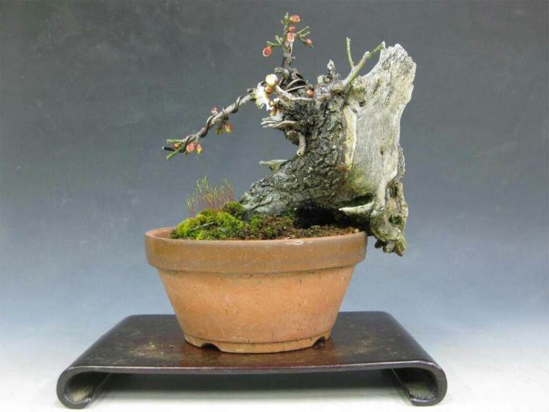 梅花盆景洗根换盆的年间管理表