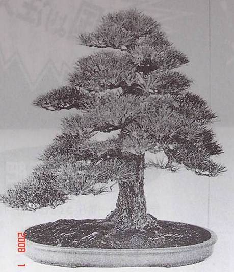 图解 黑松盆景的短针及摘芽拔针操作祥解