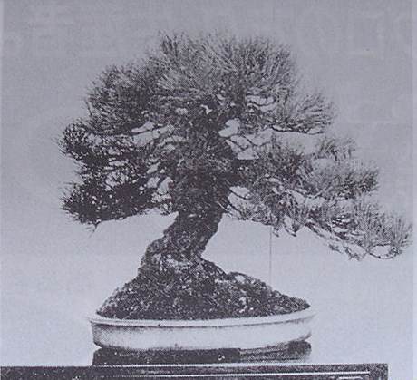 图解 黑松盆景的短针及摘芽拔针操作祥解