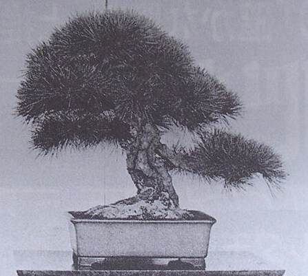 图解 黑松盆景的短针及摘芽拔针操作祥解