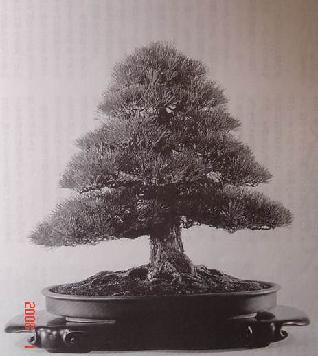 图解 黑松盆景的短针及摘芽拔针操作祥解