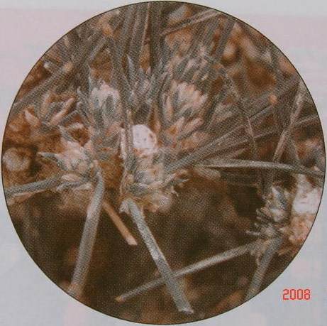 图解 黑松盆景的短针及摘芽拔针操作祥解