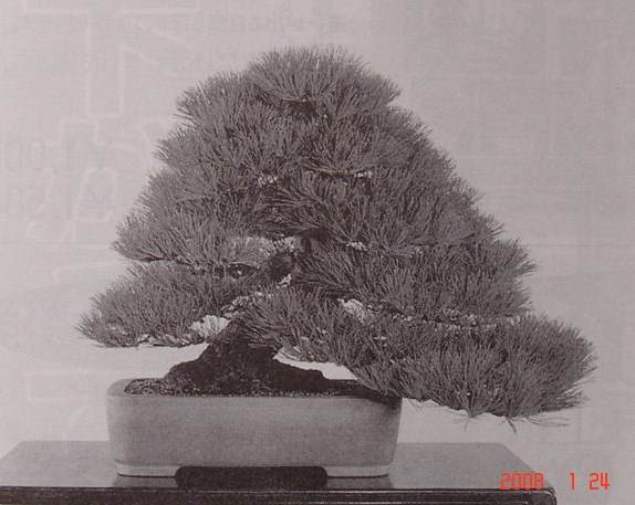 图解 黑松盆景的短针及摘芽拔针操作祥解