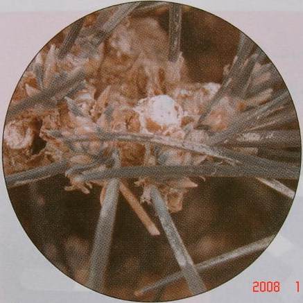 图解 黑松盆景的短针及摘芽拔针操作祥解