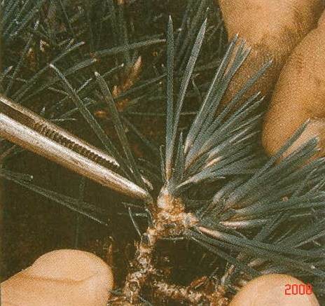 图解 黑松盆景的短针及摘芽拔针操作祥解