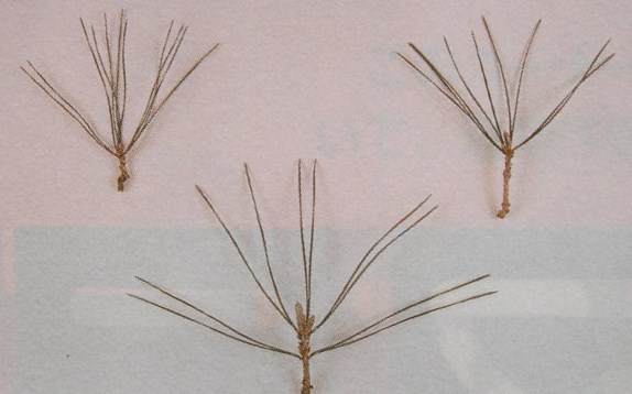 图解 黑松盆景的短针及摘芽拔针操作祥解