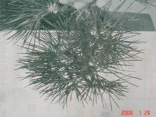 图解 黑松盆景的短针及摘芽拔针操作祥解