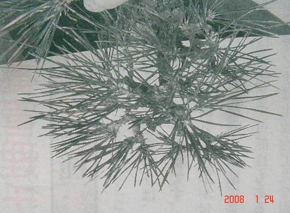 图解 黑松盆景的短针及摘芽拔针操作祥解