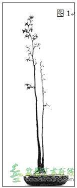 图解 双干树盆景造型设计的方法
