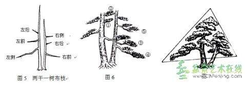 图解 双干树盆景造型设计的方法