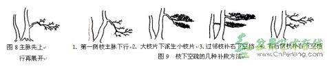图解 双干树盆景造型设计的方法