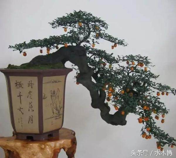 金弹子盆景的生长史