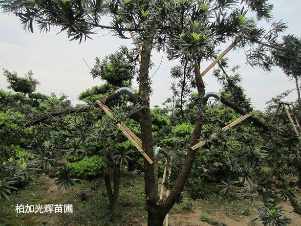 图解 罗汉松盆景怎么造型的技艺