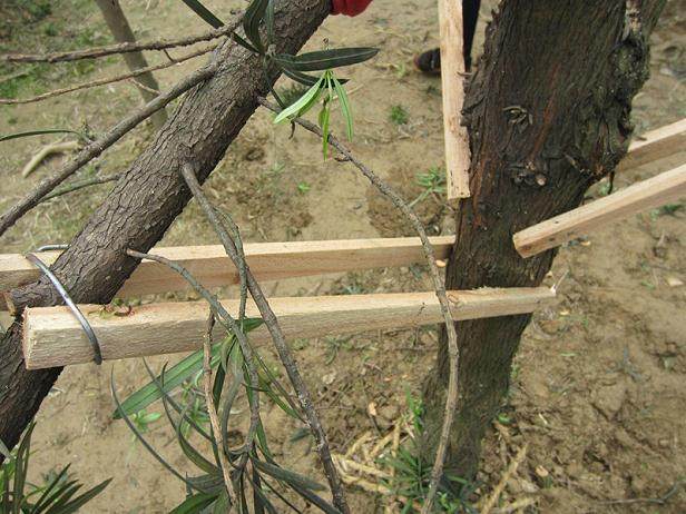 图解 罗汉松盆景怎么造型的技艺