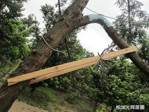 图解 罗汉松盆景怎么造型的技艺