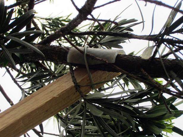 图解 罗汉松盆景怎么造型的技艺