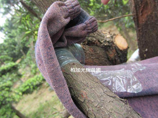 图解 罗汉松盆景怎么造型的技艺