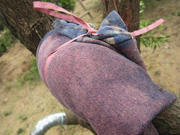 图解 罗汉松盆景怎么造型的技艺