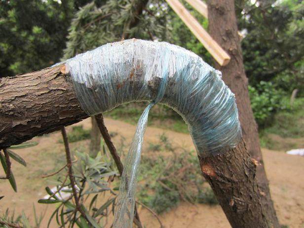 图解 罗汉松盆景怎么造型的技艺