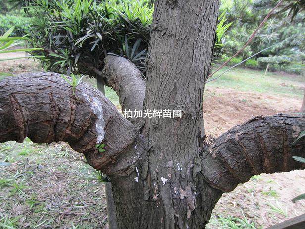 图解 罗汉松盆景怎么造型的技艺