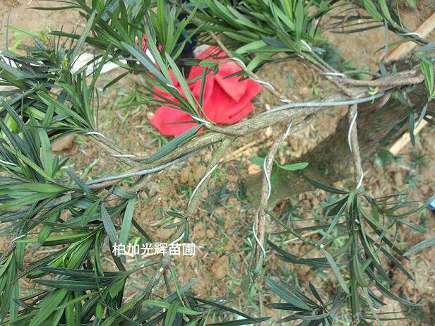 图解 罗汉松盆景怎么造型的技艺