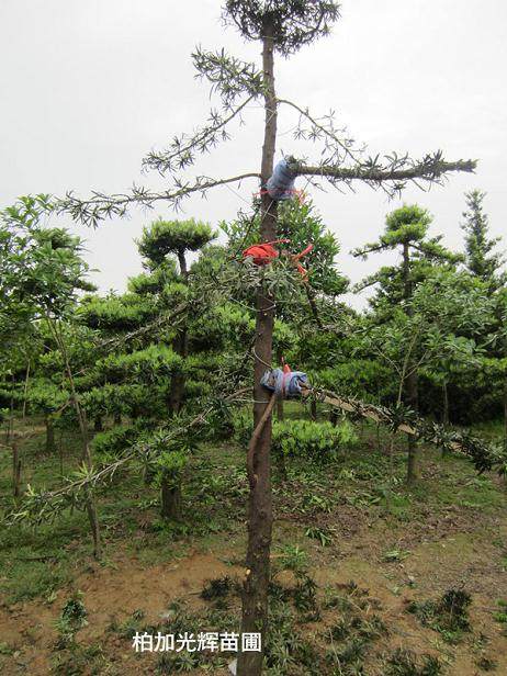 图解 罗汉松盆景怎么造型的技艺