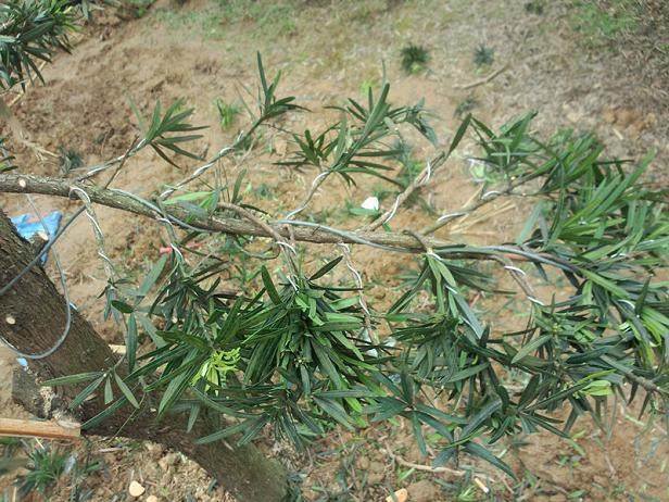 图解 罗汉松盆景怎么造型的技艺