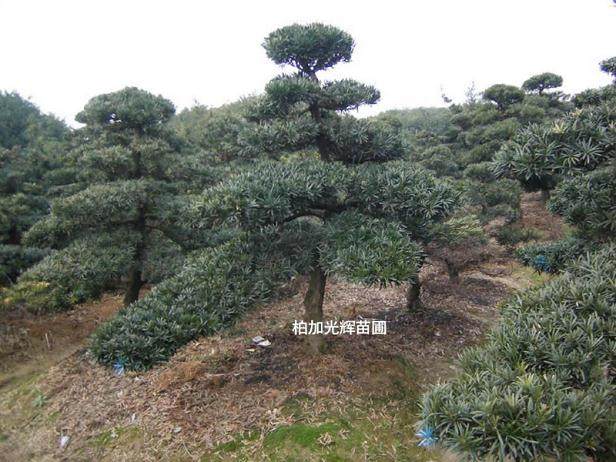 图解 罗汉松盆景怎么造型的技艺