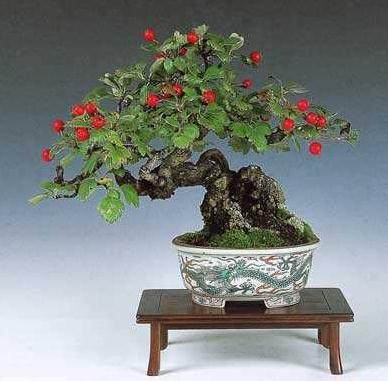 小品盆景的移栽