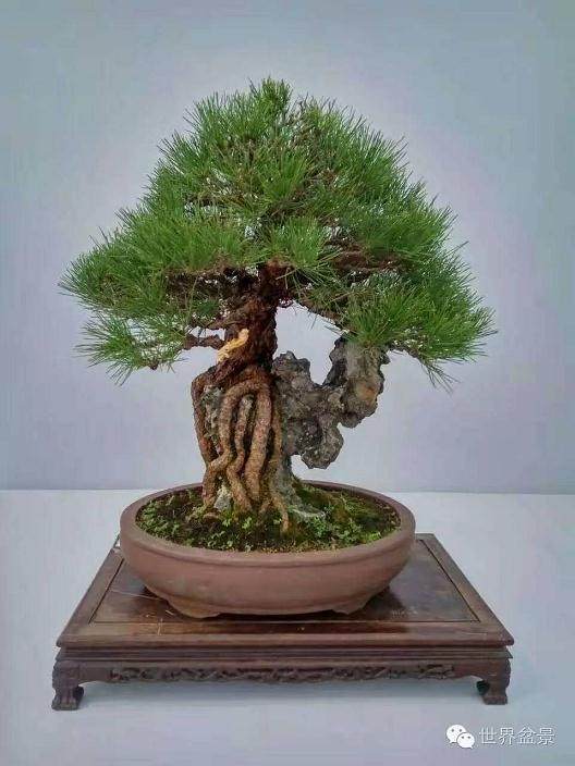 松树共生菌对松树生长与移植的作用