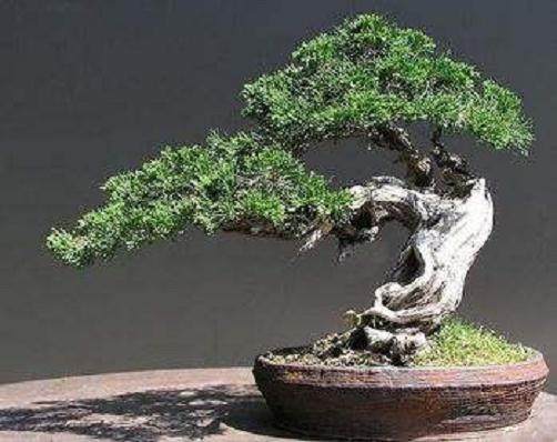 以根代干 根之美 提根树桩盆景的制作方法