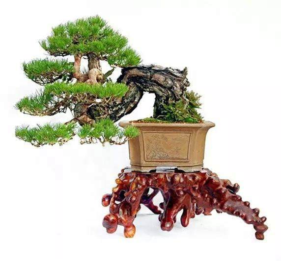 怎样给盆景培肥盆内土壤？