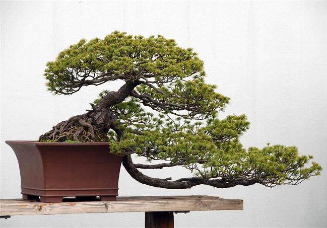 移栽树木久不发芽怎么办?