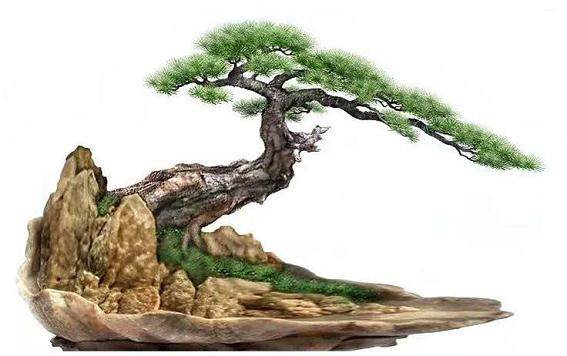 如何判断植物喜阴还是喜阳？