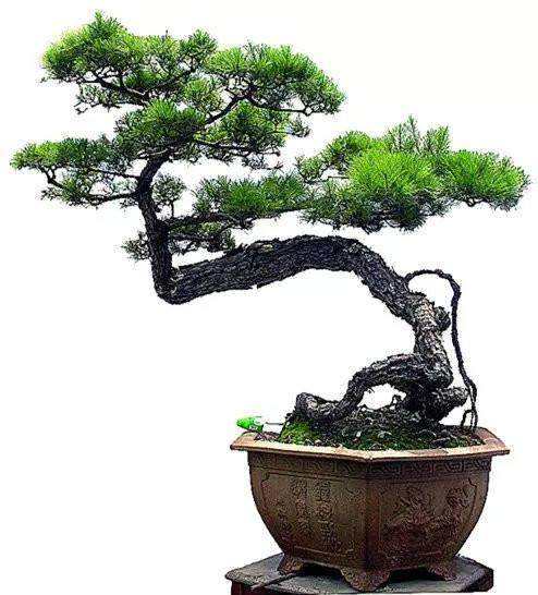 盆景换盆的几个主意事项