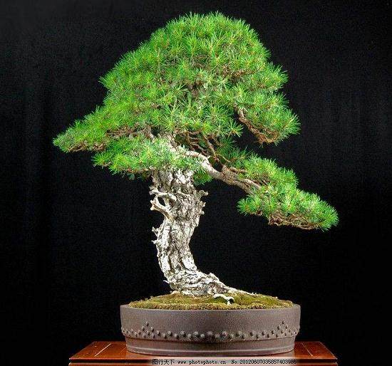 盆景叶面喷肥不能随心所“浴