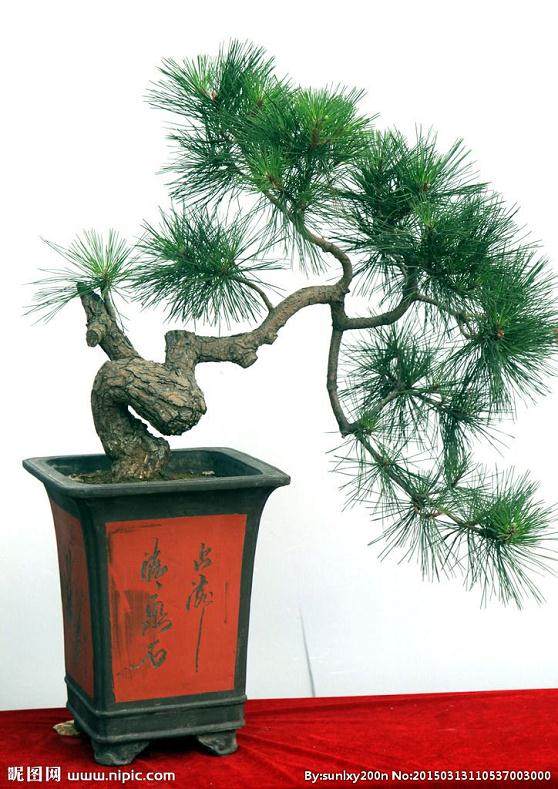 盆景的病虫害防治