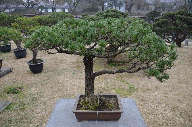 适宜盆景的树木有哪些？