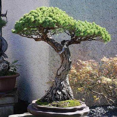 树桩盆景快速老化法