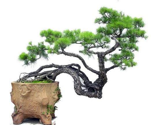 怎样提高黑松盆景移植成活率？