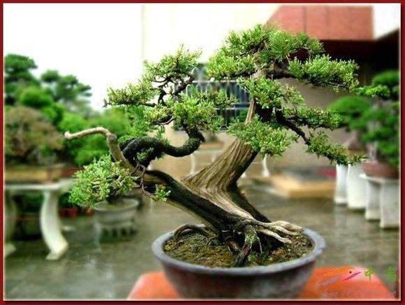 山松盆景拿弯知识