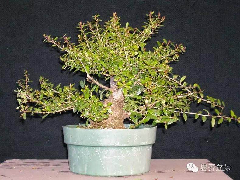 成长日记 | 精品矮霸冬青盆景的十年养成记