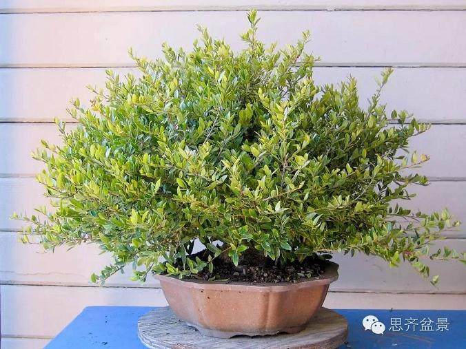 成长日记 | 精品矮霸冬青盆景的十年养成记