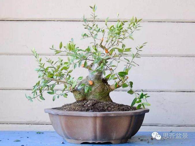 成长日记 | 精品矮霸冬青盆景的十年养成记