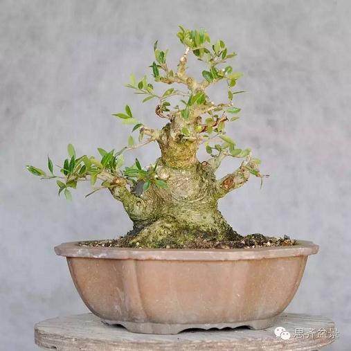 精品矮霸冬青盆景的十年养成记