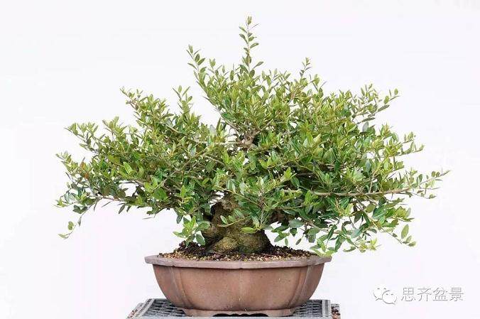 精品矮霸冬青盆景的十年养成记