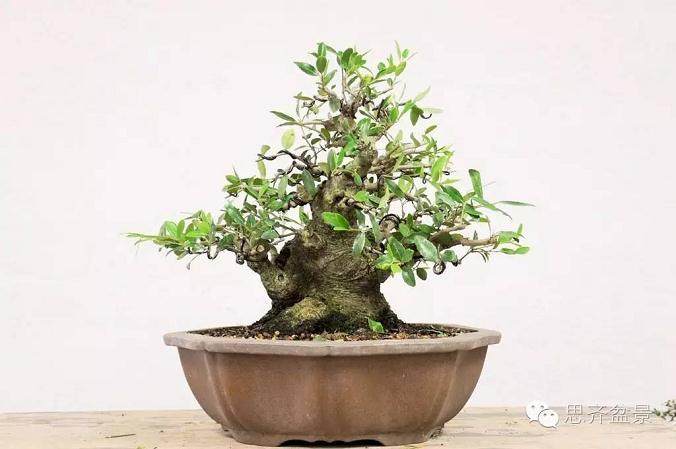 精品矮霸冬青盆景的十年养成记