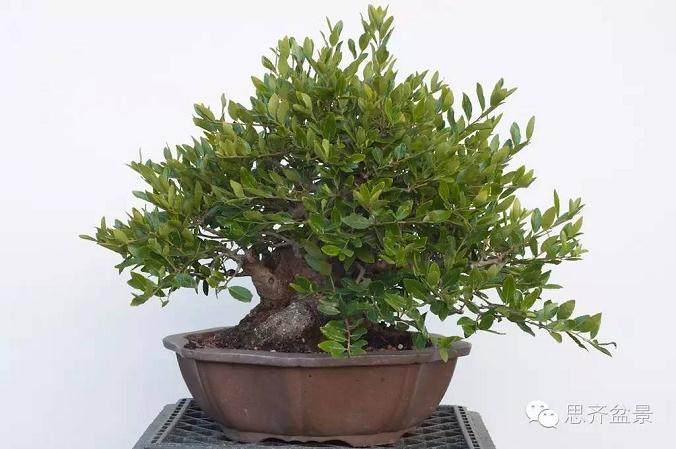 精品矮霸冬青盆景的十年养成记
