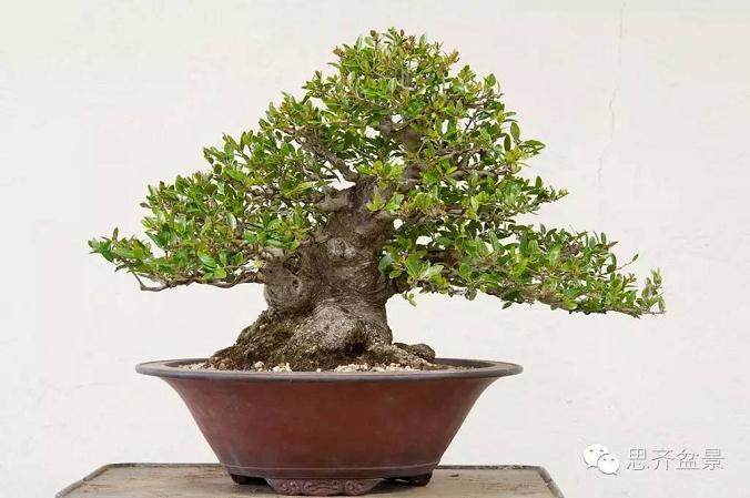 精品矮霸冬青盆景的十年养成记